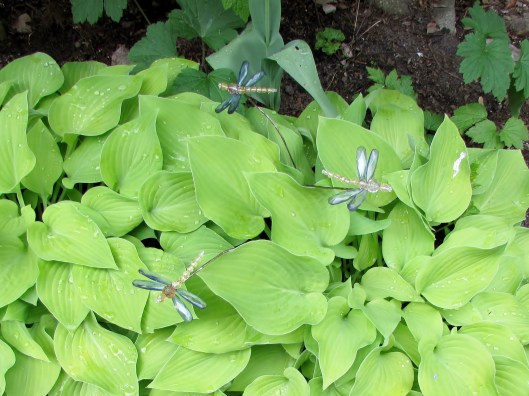 hostas and dragonflies 