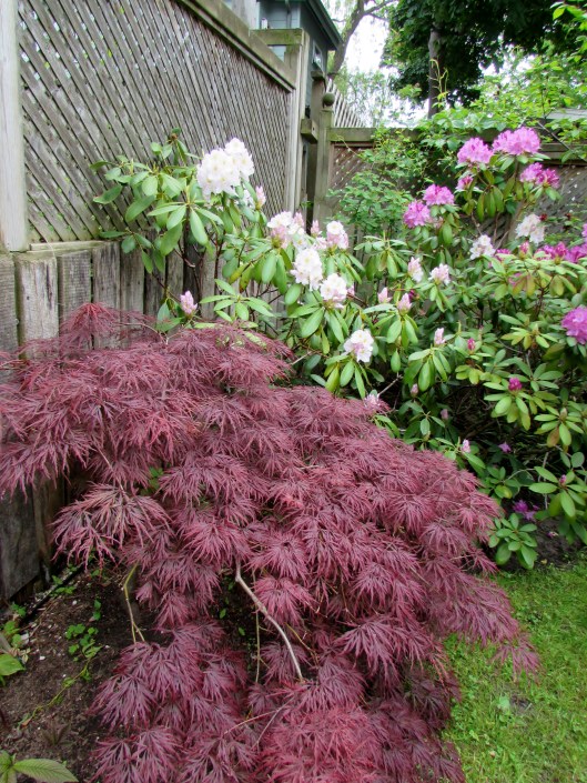 Japanese Maple and Rhododendron