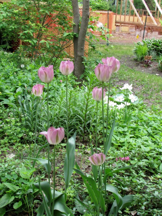 tulips