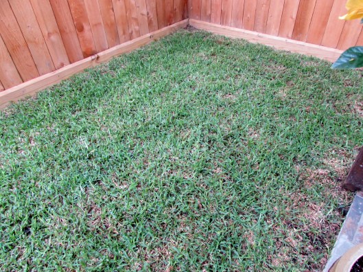 tiny grass patch