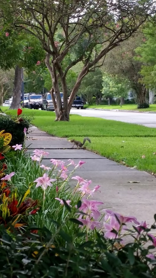 Squirrel in from of Ravenscourt