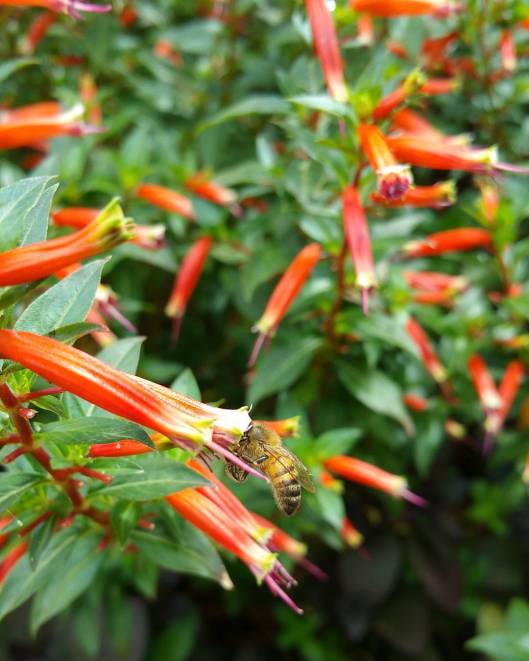 12027196_10205077732799117_4742859615726384635_o