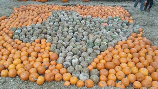 12240417_10205077621156326_2707302946143215302_o