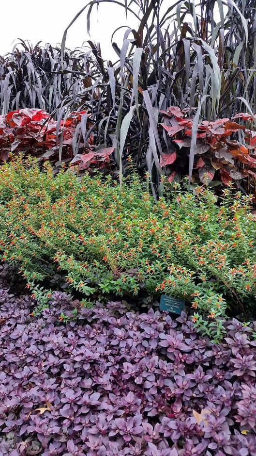 Layers of color at Dallas Arboretum 