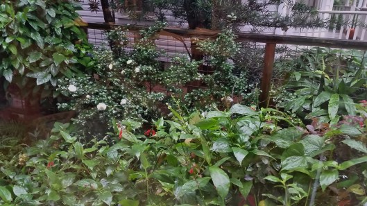 Looking our our office window. 