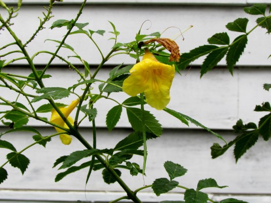 Esperanza Yellow Bell 