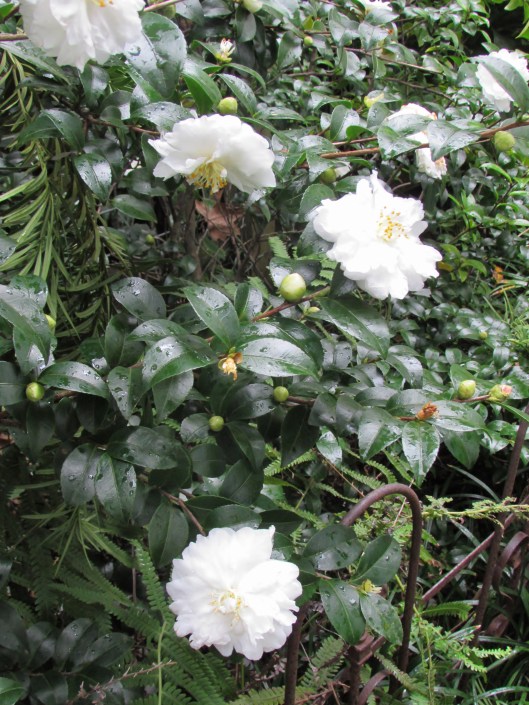 White Doves Camellia Camellia sasanqua 'White Doves' ('Mine-No-Yuki')