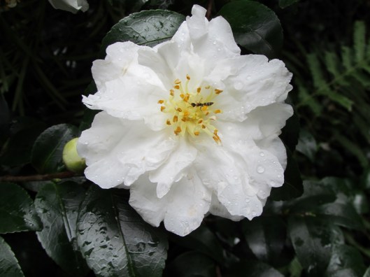 White Doves Camellia Camellia sasanqua 'White Doves' ('Mine-No-Yuki')