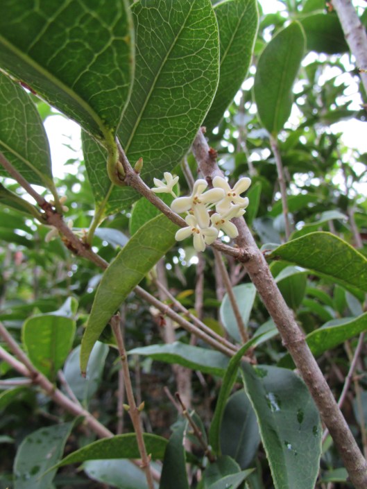 Sweet Olive, Fragrant Tea Olive Osmanthus fragrans