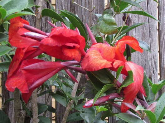 Red Canna
