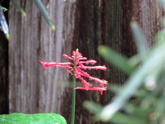 Red Firespike 