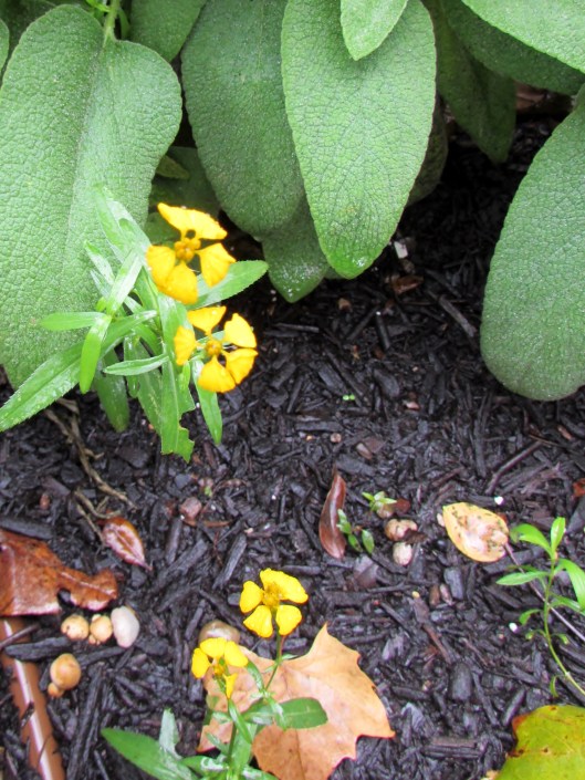 Mexican Mint Marigold 