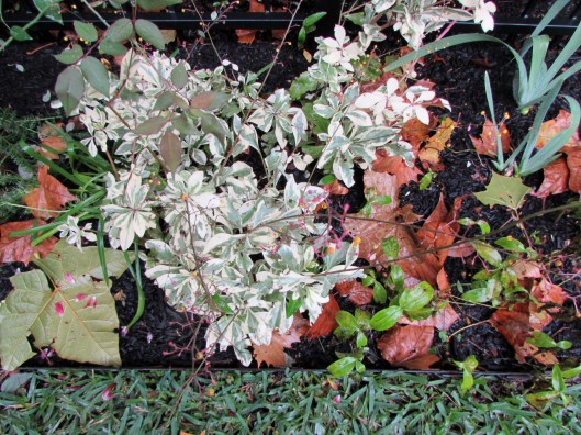 Variegated Jewels of Opar, Fame Flower 'Variegatum' Talinum paniculatum