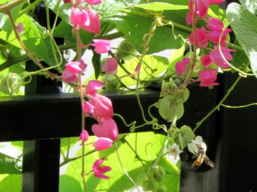 IMG_0339Heights Garden Club