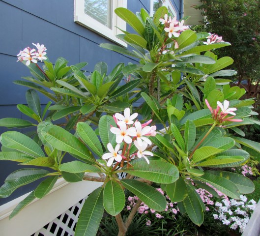 IMG_0354Heights Garden Club Tour