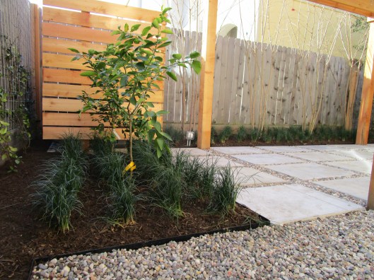 Here is a shot of the A/C surround and the lime and lemon trees with a field of mondo to help choke out weeds.