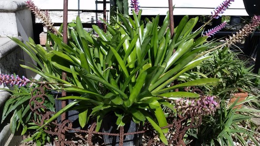 Ravenscourt Gardens Bees on bromeliad matchstick aechmea gamosepala.