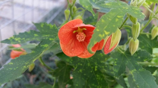 Salmon Variegated Abutilon