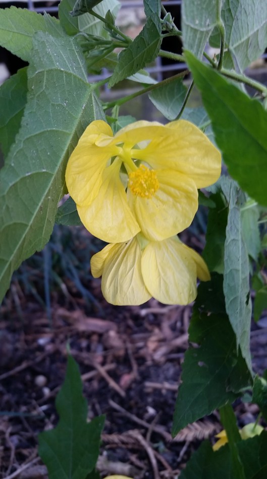 Abutilon hybrid Lucky Lantern Yellow