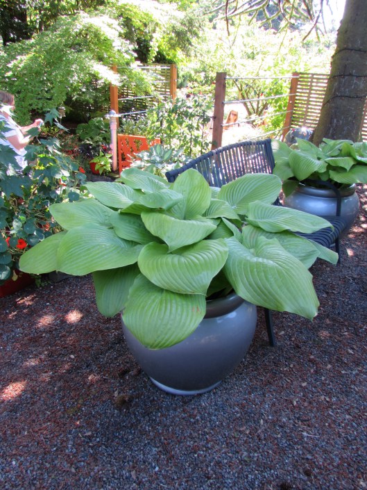 Hosta 'Guacamole'