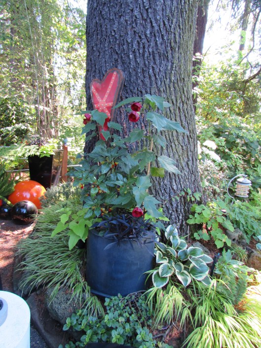 Abutilon at JJ DE Sousa's Garden
