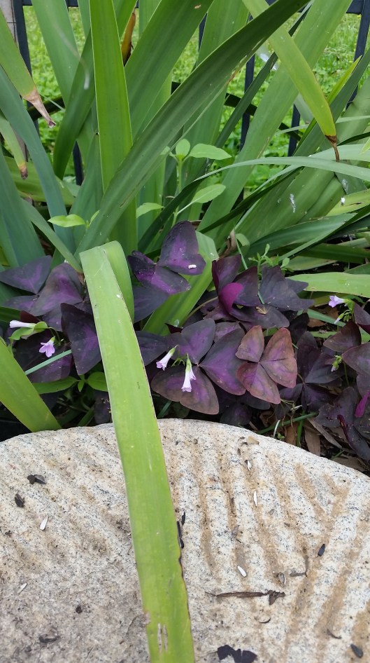 Burgunday clover in flower