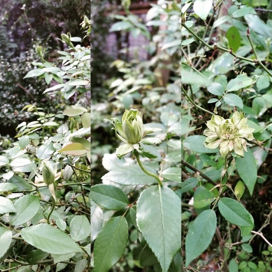Green roses at Ravenscourt Gardens 