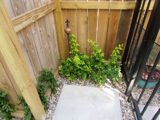 Entrance with White duranta erecta and Fig ivy. 