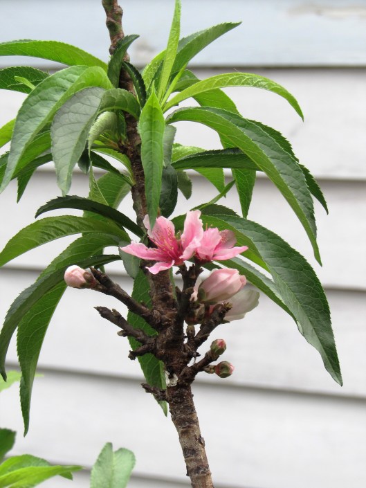 Dwarf peach at Ravenscourt Gardens