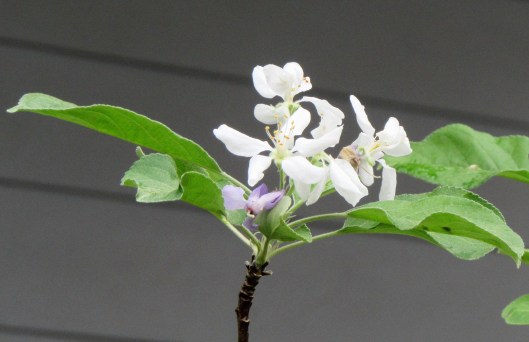 'Carnavale' apple tree