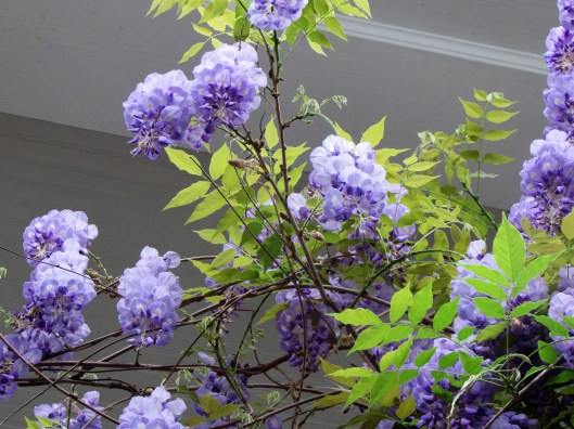 Wisteria at Ravenscourt Cottage