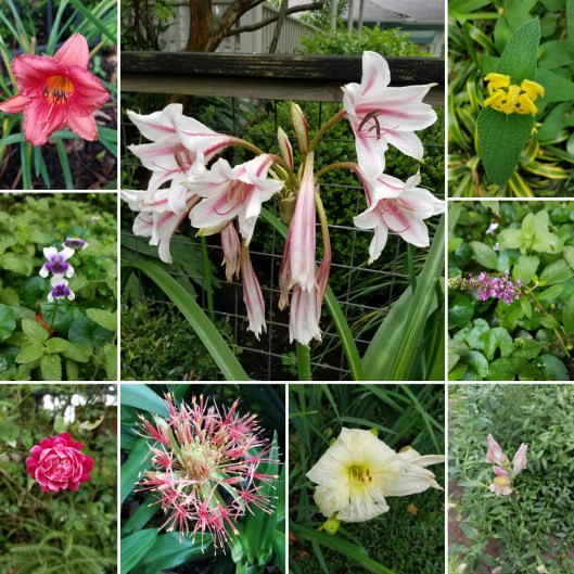 after the rain may 2016