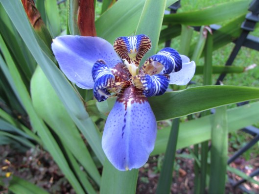  Neomarica caerulea 'Regina' Iridaceae