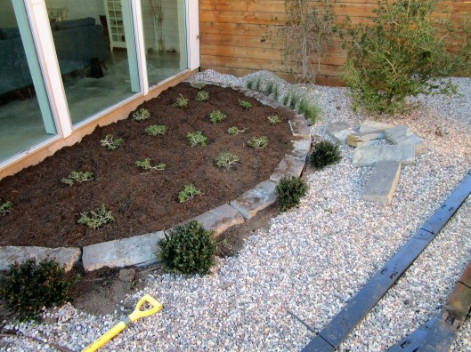 Half circle of New Gold Lantana 