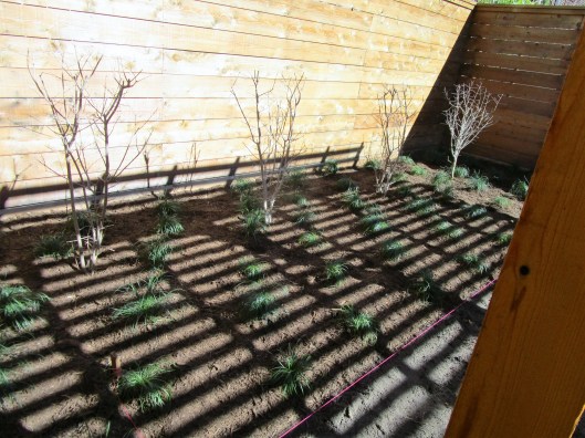 Shade from a pergola