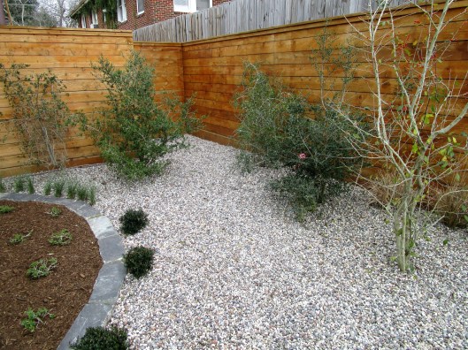 Variety of native holly trees. 