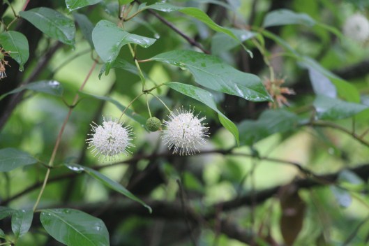 #GBFling2016 Button Bush Cephalanthus occidentalis