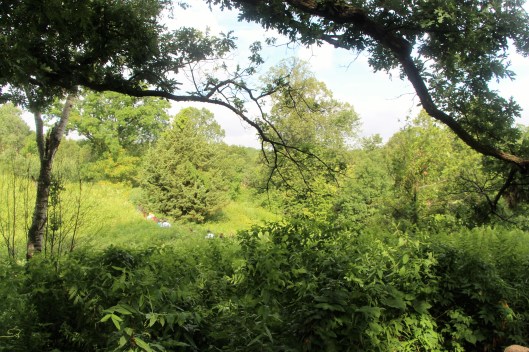 #GBFling2015 Eloise Butler Wildflower Garden 