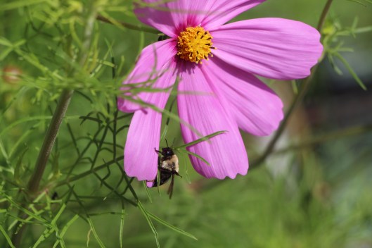 #GBFling2016 #FeedABee