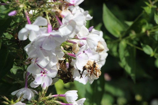 #GBFling2016 Wasp as a pollinator 