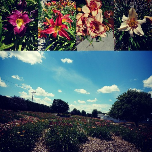 Daylily grower in Minnesota 