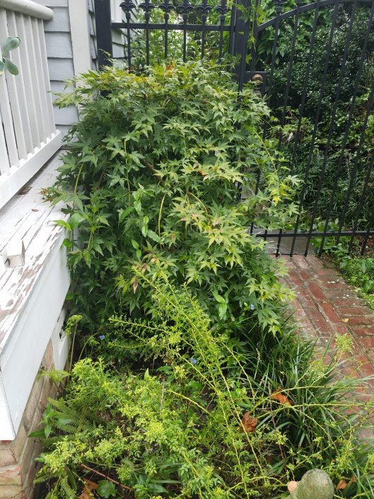 Acer palmatum ‘Ryuse’,