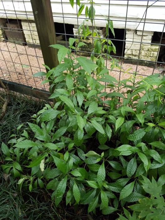 Psychotria nervosa 'Little Psycho' wild coffee plant at 