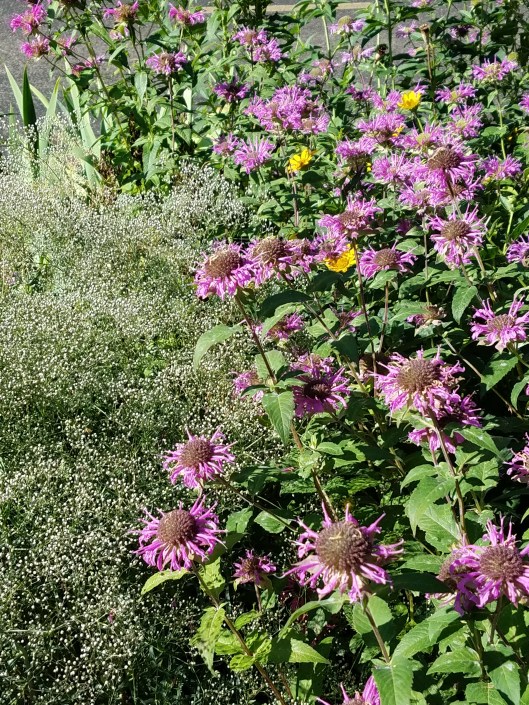 Vera's Garden Minneapolis MN