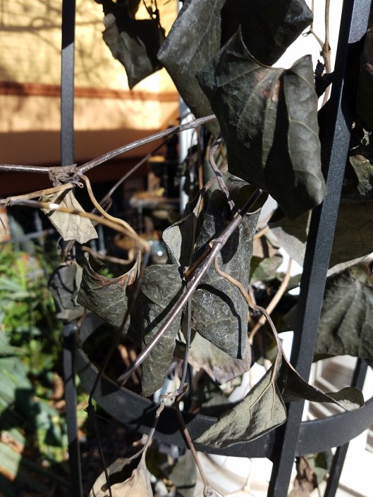 freezed damage aristilocia 