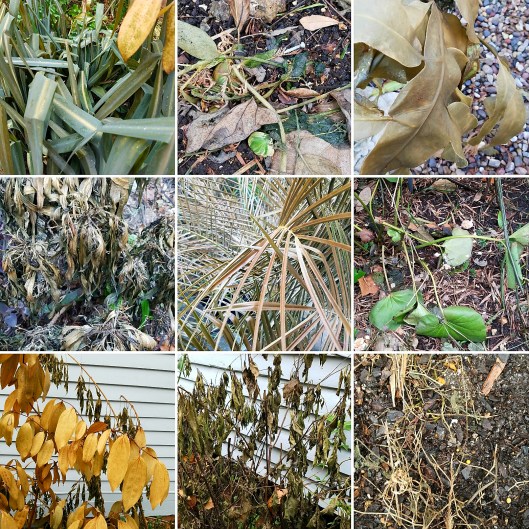 freeze damage collage