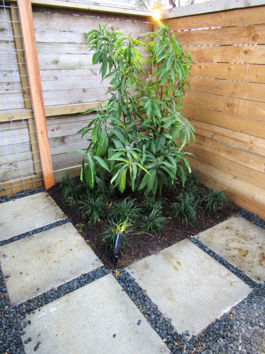 Beautyberry Longismia