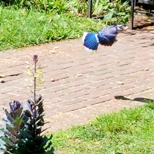 IMG_20180410_114744_432