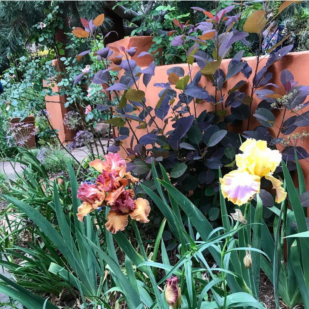 An Amazing Xeric and Native Plant Garden in Colorado | Ravenscourt Gardens